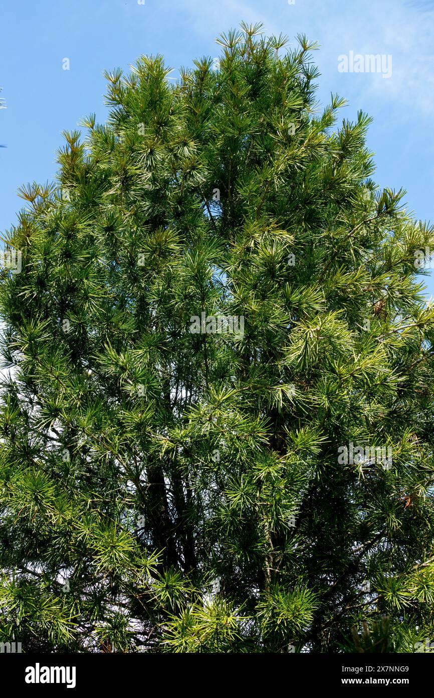 Parapluie japonais Pine Tree Sciadopitys verticillata Parasol Fir Banque D'Images