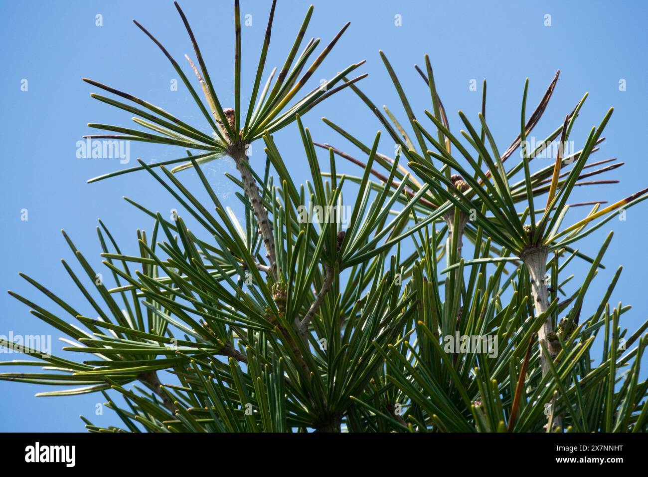 Parasol Fir feuillage, aiguilles Conifer Sciadopitys verticillata, PIN parapluie japonais Banque D'Images