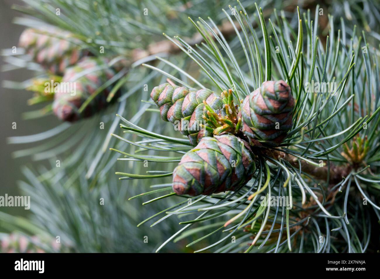 Pommes de pin blanches japonaises, Pinus parviflora 'glauca' Banque D'Images