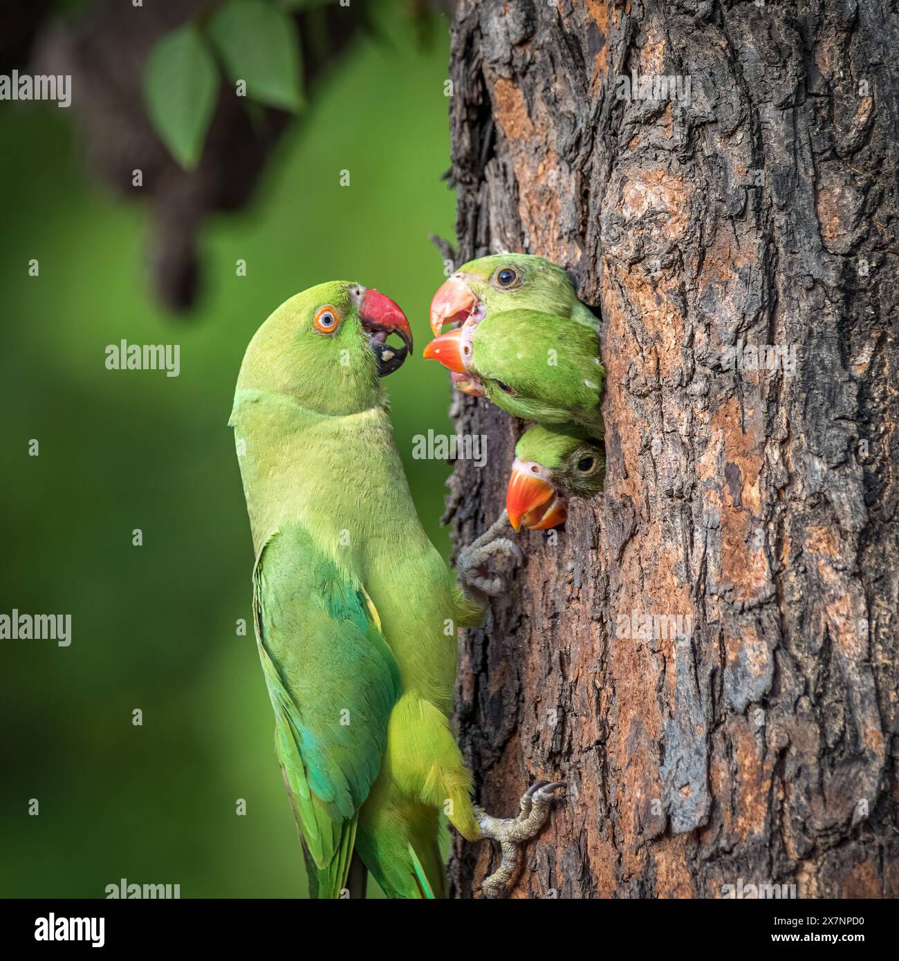 Les bébés perroquets nourris par maman CHANDIGARH, INDE DES IMAGES HILARANTES montrent trois bébés perroquets attendant que leurs parents rentrent à la maison et les nourrissent wh Banque D'Images