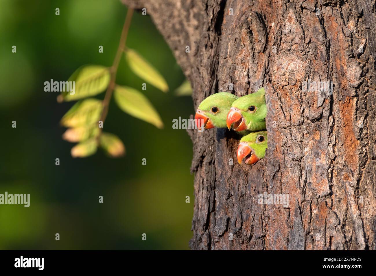 Les bébés perroquets essayant de tous sortir à la fois CHANDIGARH, INDE DES IMAGES HILARANTES montrent trois bébés perroquets attendant que leurs parents rentrent à la maison Banque D'Images