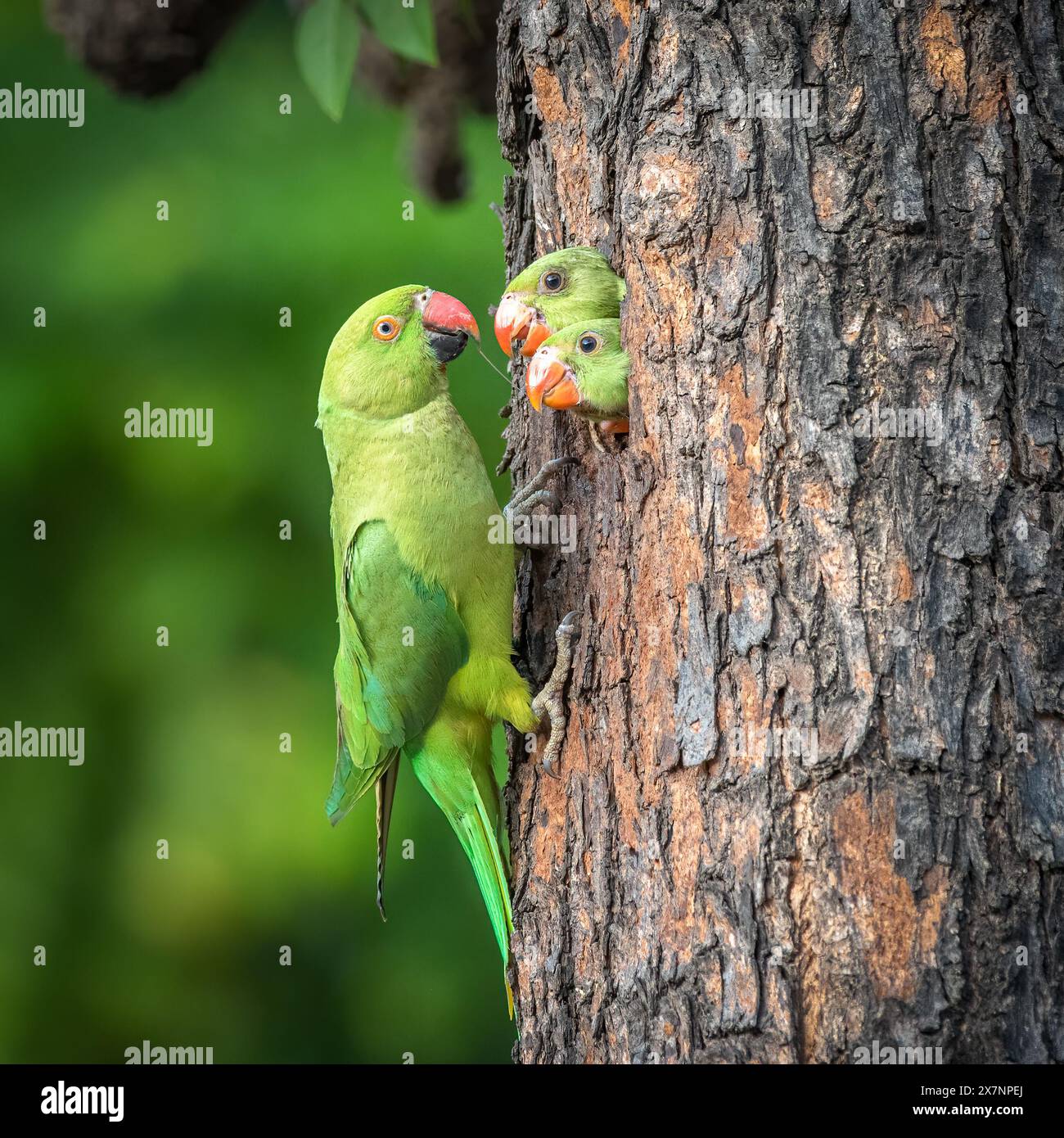 La mère nourrissant ses bébés CHANDIGARH, INDE DES IMAGES HILARANTES montrent trois bébés perroquets attendant que leurs parents rentrent à la maison et les nourrissent pendant qu'ils sont Banque D'Images