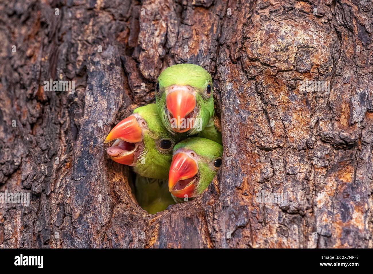 La tête hilarante des perroquets dépasse CHANDIGARH, INDE DES IMAGES HILARANTES montrent trois bébés perroquets attendant que leurs parents rentrent à la maison et les nourrissent Banque D'Images