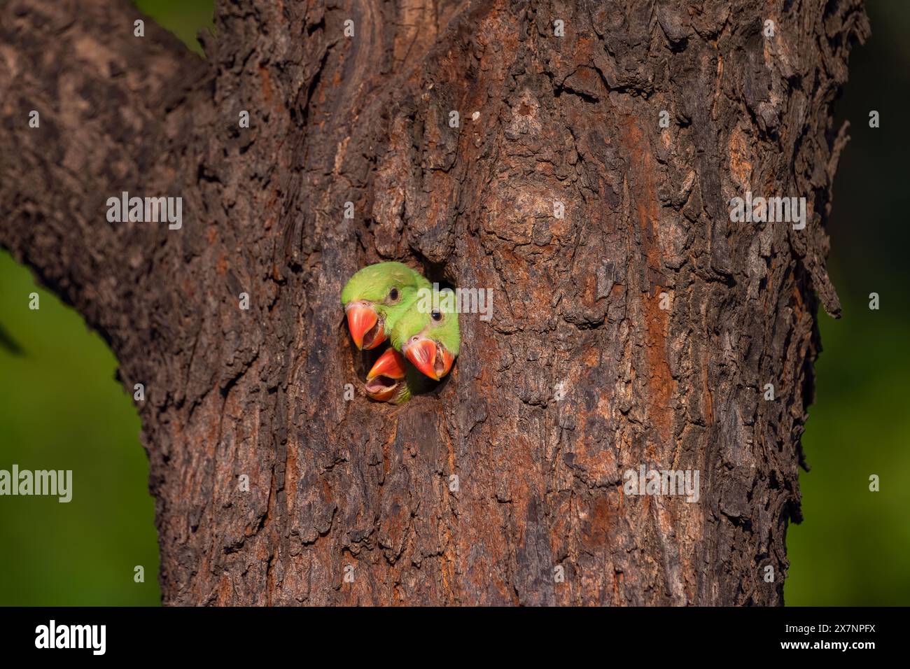 Les perroquets sont une pression serrée CHANDIGARH, INDE DES IMAGES HILARANTES montrent trois bébés perroquets attendant que leurs parents rentrent à la maison et les nourrissent pendant Banque D'Images