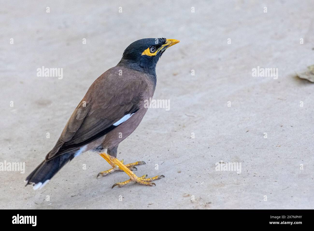 Myna Common Myna Acridotheres (ou indiennes tristis). Cet oiseau est originaire de l'Asie du sud de l'Afghanistan à Sri Lanka. L'Myna a été introduit en Banque D'Images