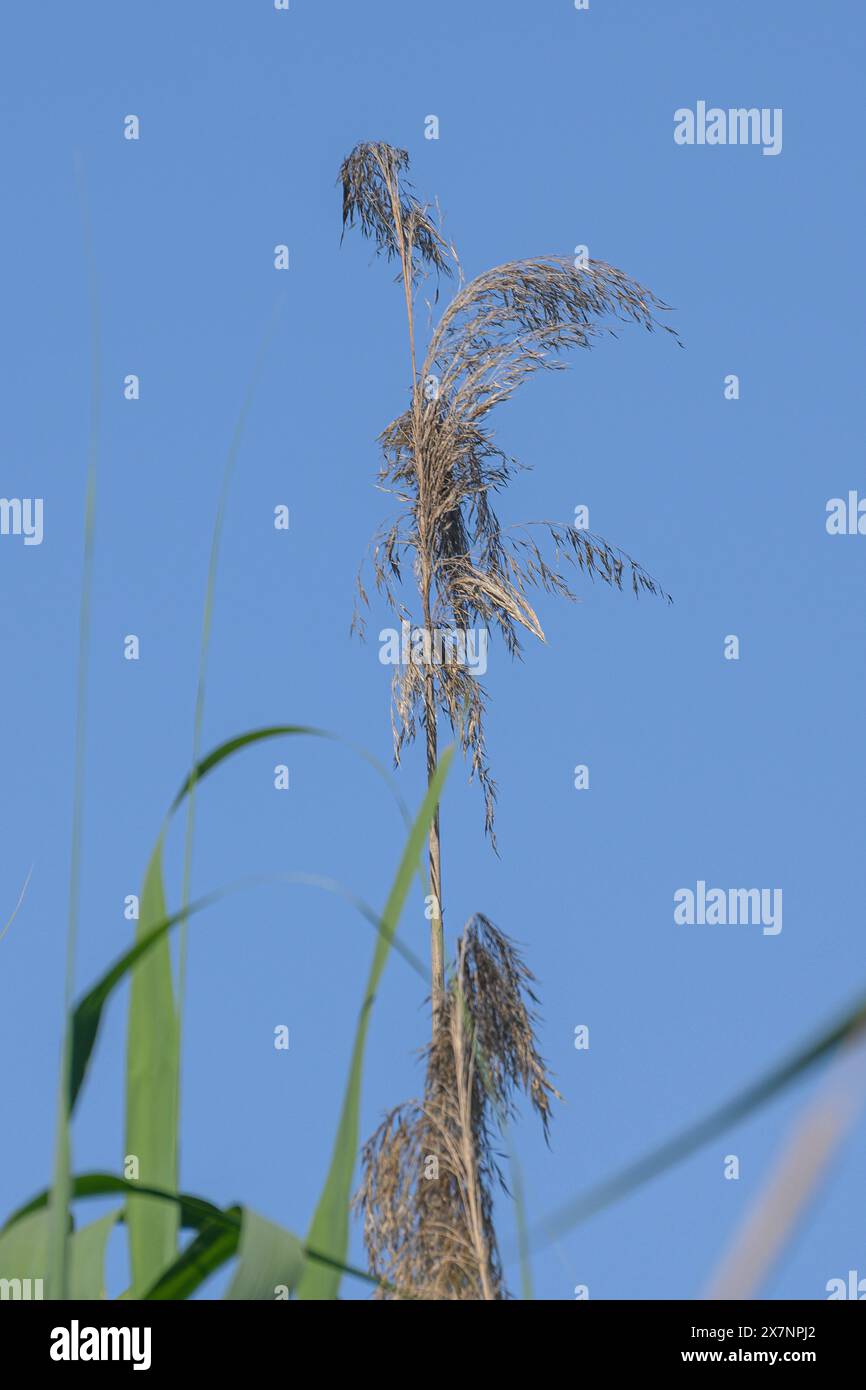 Phragmites australis, connu sous le nom de roseau commun, est une espèce de plante à fleurs de la famille des Poaceae. C'est une herbe de zone humide qui peut pousser jusqu'à Banque D'Images