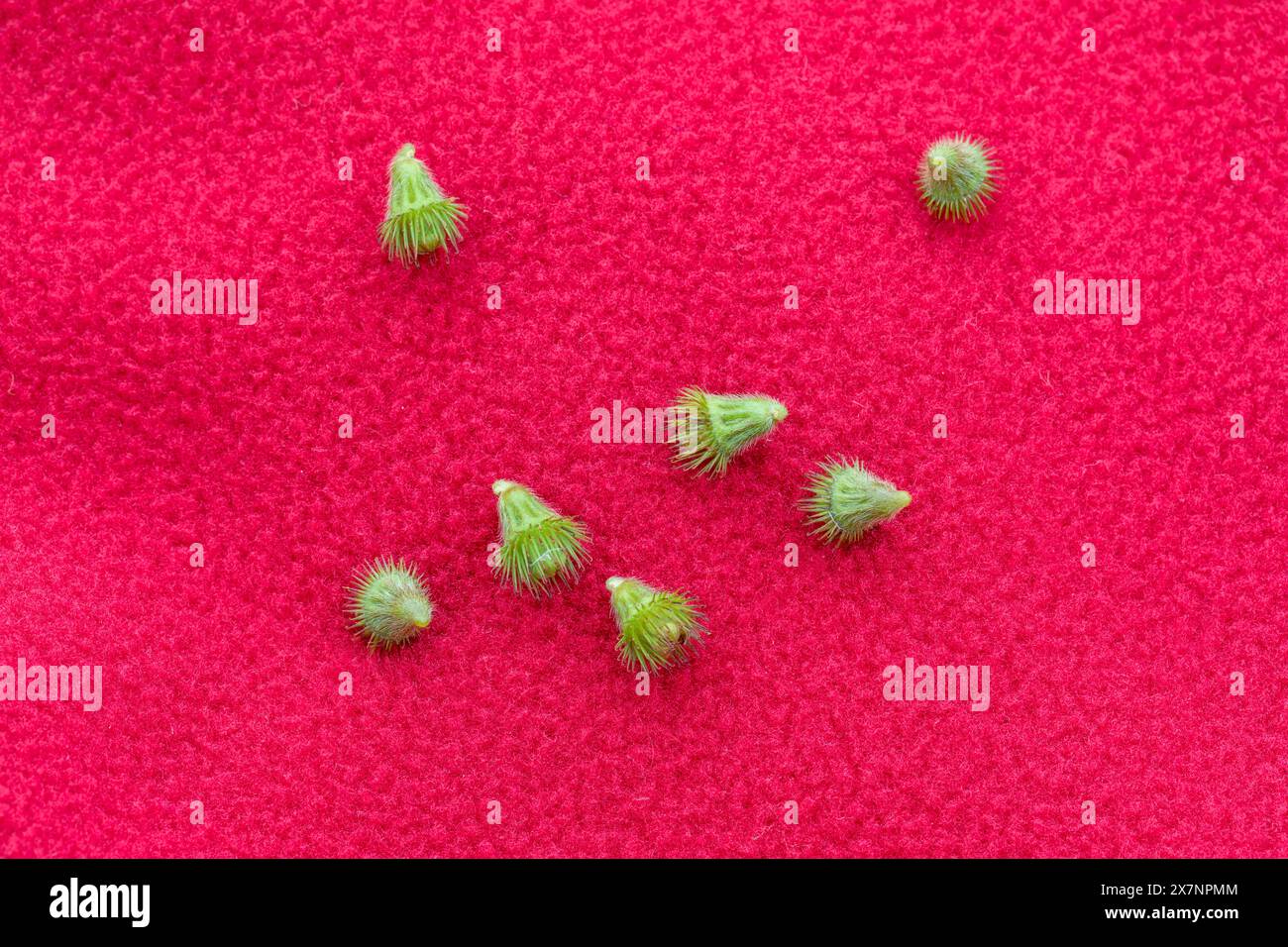 Agrimony ; Agrimonia eupatoria ; Seed Heads ; Royaume-Uni Banque D'Images