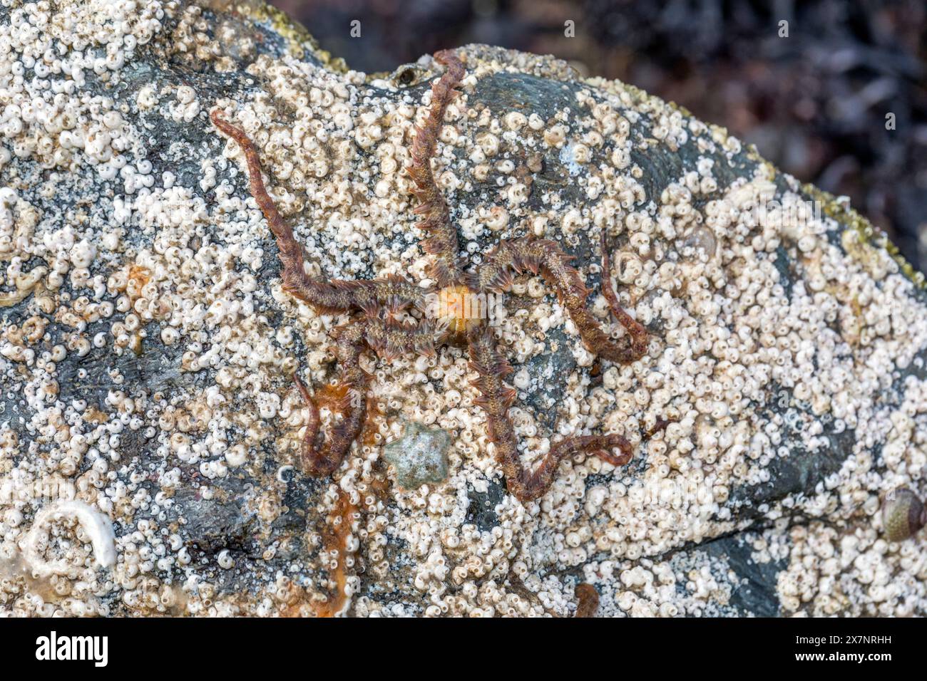 Common Brittlestar ; Ophiothrix fragilis ; Royaume-Uni Banque D'Images