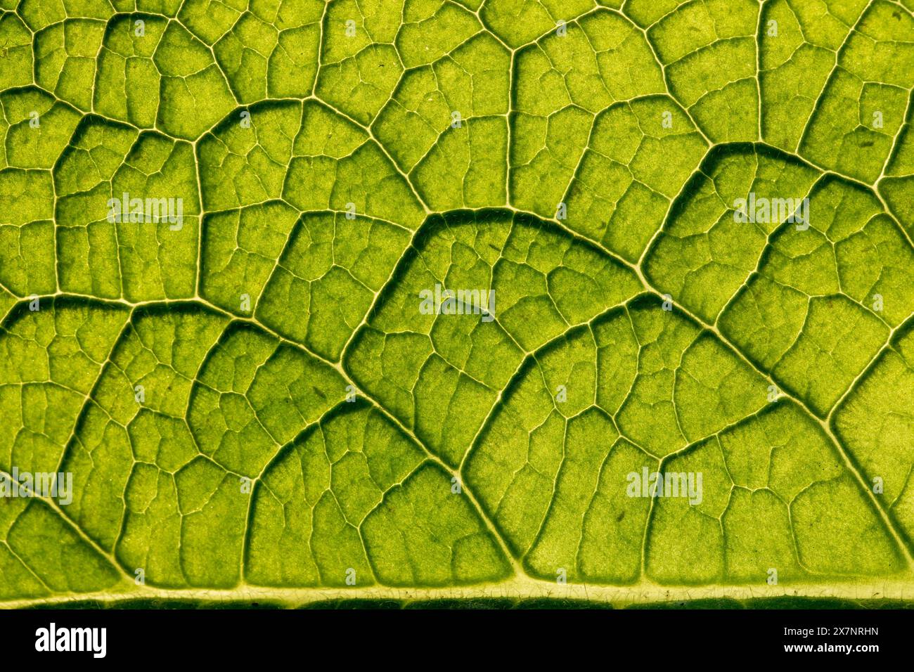 Consoude ; Symphytum officinale ; feuille ; gros plan ; Royaume-Uni Banque D'Images