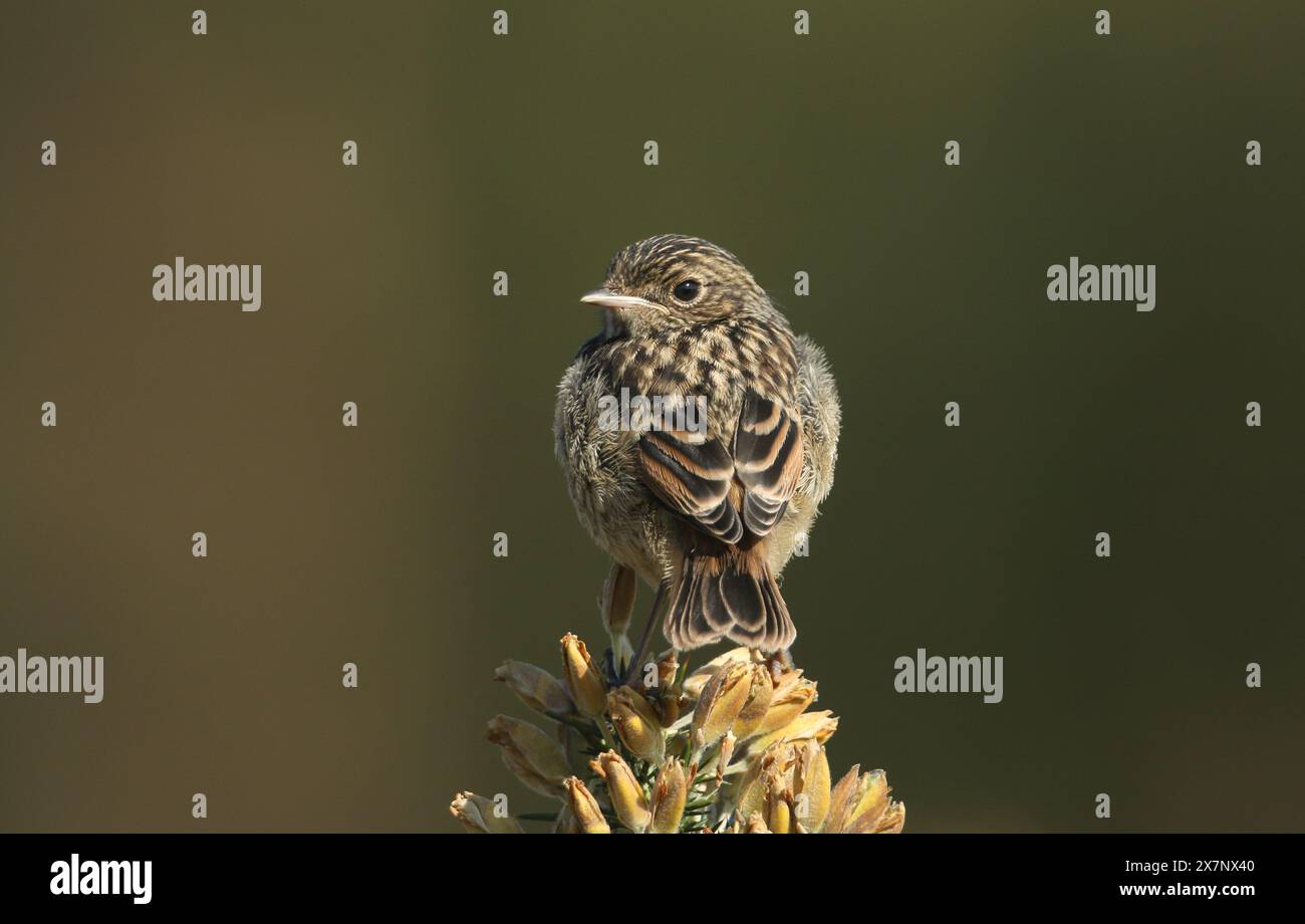 Un joli bébé Stonechat, Saxicola rubicola, perché au sommet d'un buisson Gorse au printemps. Banque D'Images