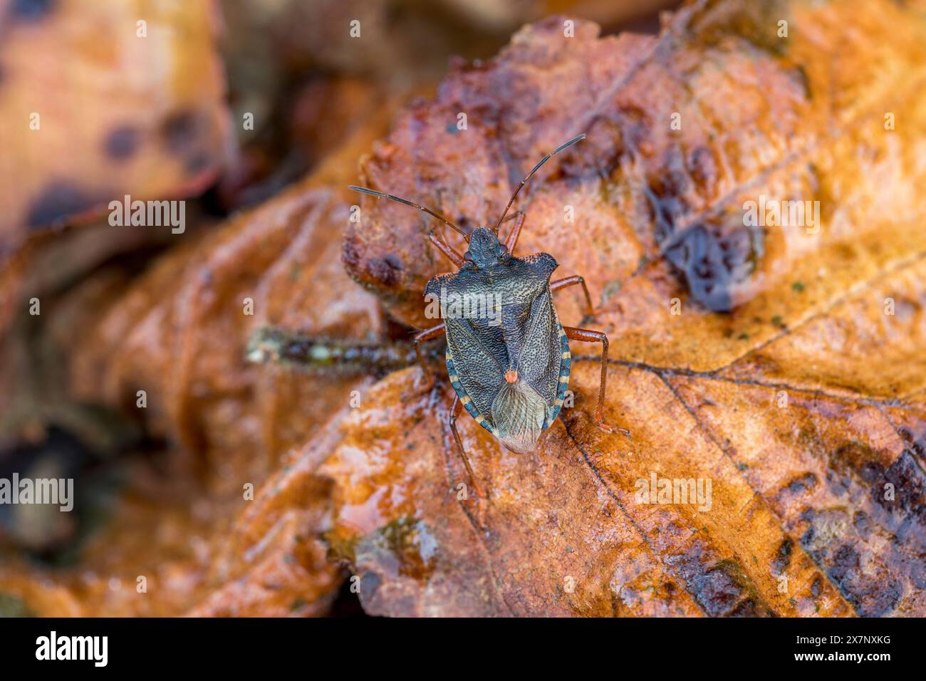 Insecte forestier ou Shieldbug à pattes rouges ; Pentatoma rufipes ; sur feuille ; Royaume-Uni Banque D'Images