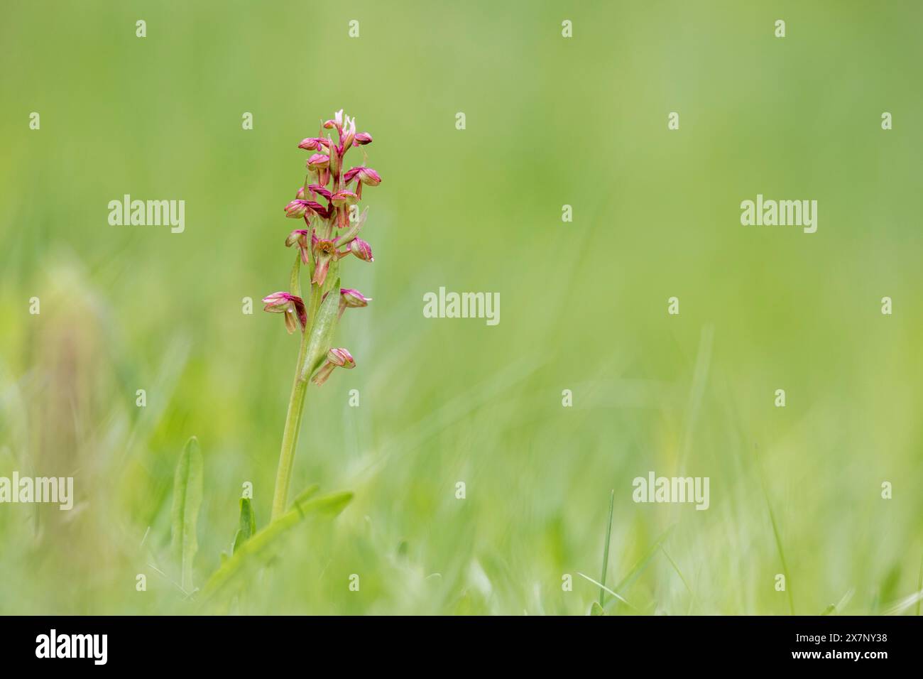 Orchidée de grenouille ; Dactylorhiza viridis ; Fleur ; Royaume-Uni Banque D'Images