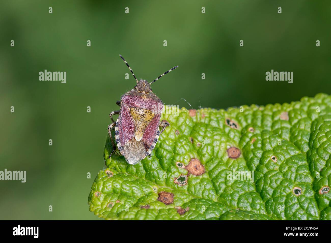 Shieldbug chevelu ; Dolycoris baccarum ; sur Buddleia Leaf ; Royaume-Uni Banque D'Images