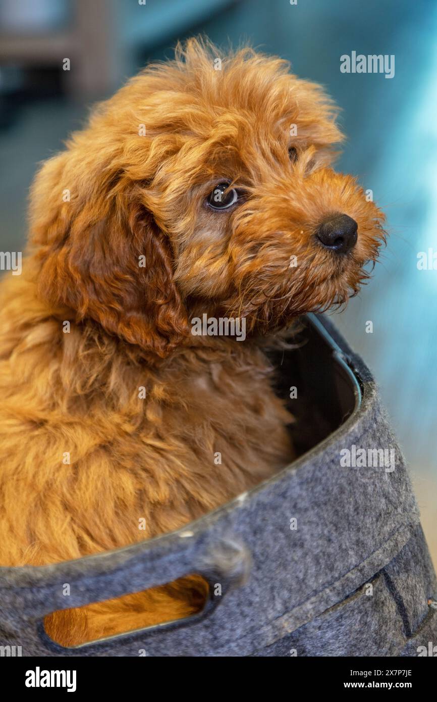 Chiot labradoodle mignon dans un panier de chien à l'air triste ou réfléchi Banque D'Images