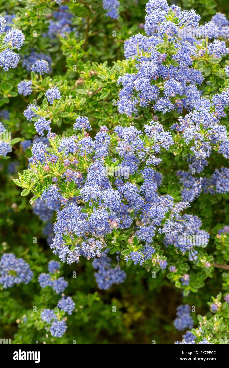 Gros plan d'un amas de belles fleurs bleues d'un arbuste Ceanothus à feuilles persistantes (Ceanothus Concha). Banque D'Images