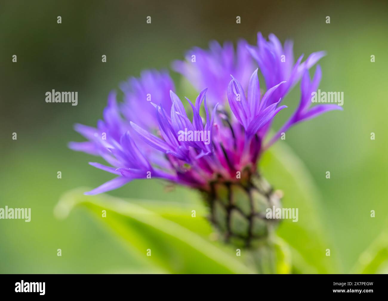 La tête de fleur d'un magnifique Cornflower de montagne (Centaurea cyanus) Banque D'Images