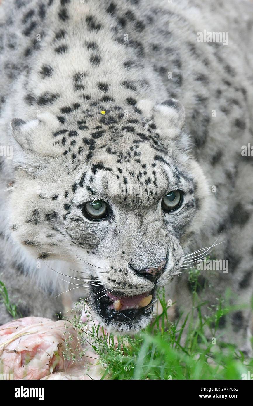 Pilsen, République tchèque. 21 mai 2024. Le plus vieux félin du zoo de Pilsen, le léopard des neiges mâle nommé Nanschan, Panthera uncia, a 20 ans, jardin zoologique et botanique de Plzen, République tchèque le 21 mai 2024. Crédit : Miroslav Chaloupka/CTK photo/Alamy Live News Banque D'Images