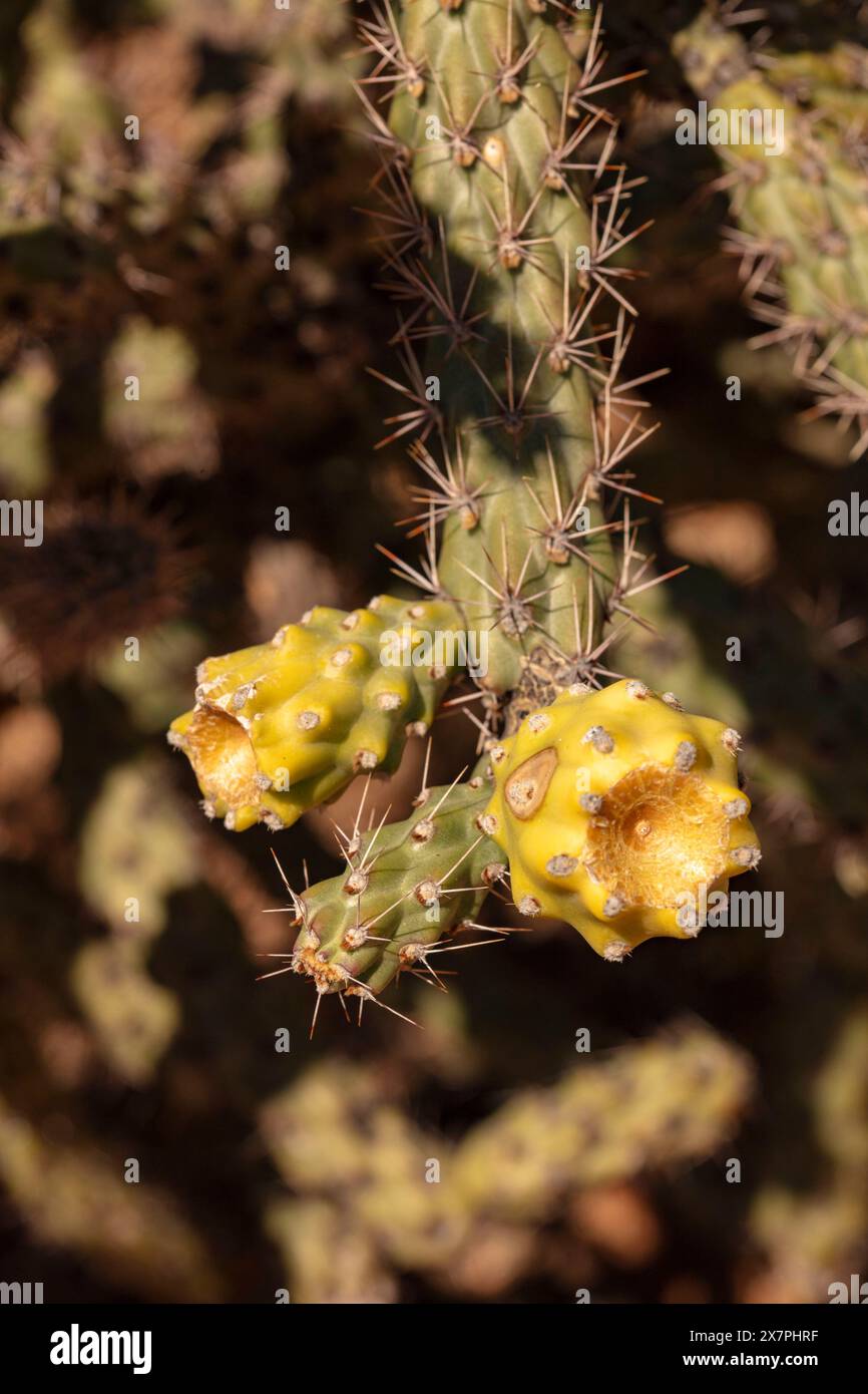 Portrait naturel de plante fleurie en gros plan du fruit à chaîne lisse Cholla Cylindropuntia fulgida) dans Catalina State Park, Oro Valley, Arizona, États-Unis. Ensoleillé Banque D'Images