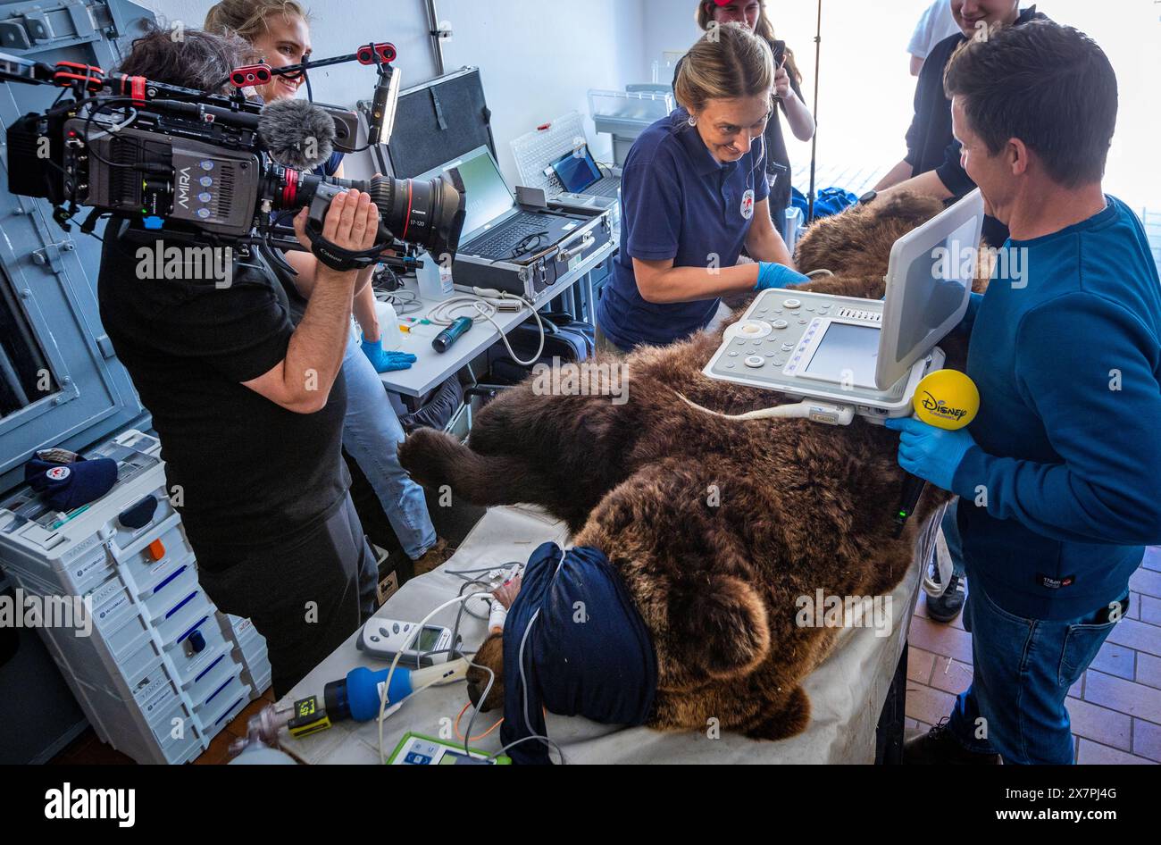 Stuer, Allemagne. 21 mai 2024. Une équipe de télévision filme l'examen de l'ours de 30 ans 'Masha' dans le sanctuaire des ours de Müritz. En plus du contrôle médical de routine de l'ours par les vétérinaires, les autres animaux du parc géré par la fondation pour le bien-être animal 'Vier Pfoten' sont également vaccinés. Le sanctuaire de l'ours de Müritz abrite actuellement 13 ours qui étaient auparavant détenus dans des conditions inappropriées dans de grands enclos naturels. Crédit : Jens Büttner/dpa/Alamy Live News Banque D'Images