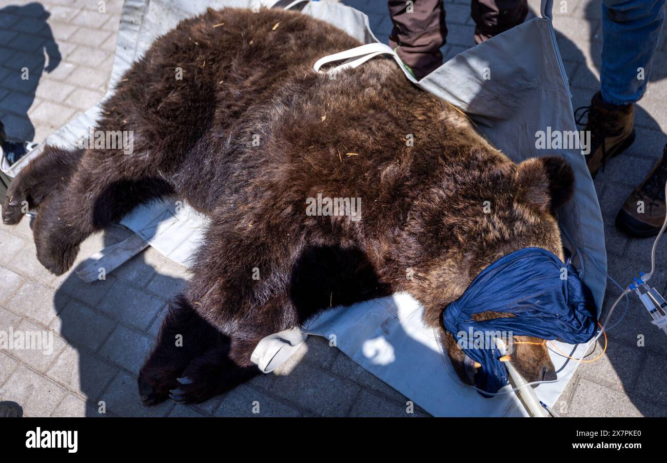 Stuer, Allemagne. 21 mai 2024. L'ours 'Masha', âgé de 30 ans, est transporté chez les vétérinaires pour un contrôle de routine dans le sanctuaire des ours de Müritz. En plus de l'examen médical de routine de l'ours, les vétérinaires berlinois vaccinent également les autres animaux dans le parc géré par la fondation pour le bien-être animal 'Vier Pfoten'. Le sanctuaire de l'ours de Müritz abrite actuellement 13 ours qui étaient auparavant détenus dans des conditions inappropriées dans de grands enclos naturels. Crédit : Jens Büttner/dpa/Alamy Live News Banque D'Images