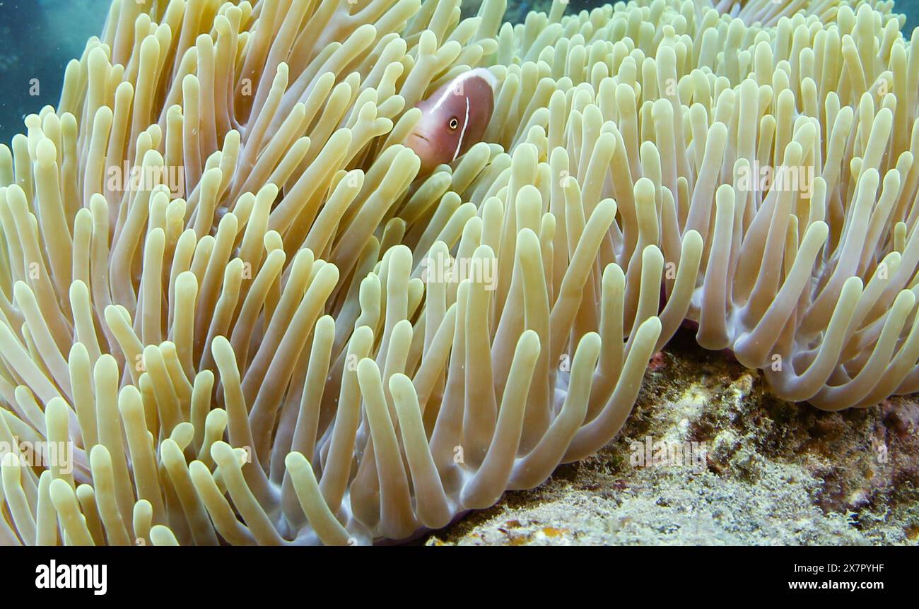 (240521) -- SANYA(HAINAN), 21 mai 2024 (Xinhua) -- des anémones de mer et un poisson-clown sont photographiés dans le ranch marin de l'île Wuzhizhou à Sanya, dans la province de Hainan, au sud de la Chine, le 17 mai 2024. Le ranch marin de l'île de Wuzhizhou, le premier ranch marin tropical de Chine, a fait des progrès remarquables dans la restauration écologique marine et la conservation des ressources halieutiques. Les récifs artificiels sont utilisés dans le monde entier pour améliorer l'écologie des océans, en créant des habitats supplémentaires pour les organismes aquatiques locaux et les poissons. En avril 2024, le ranch marin a déployé environ 80 000 mètres cubes de récifs artificiels et shis Banque D'Images