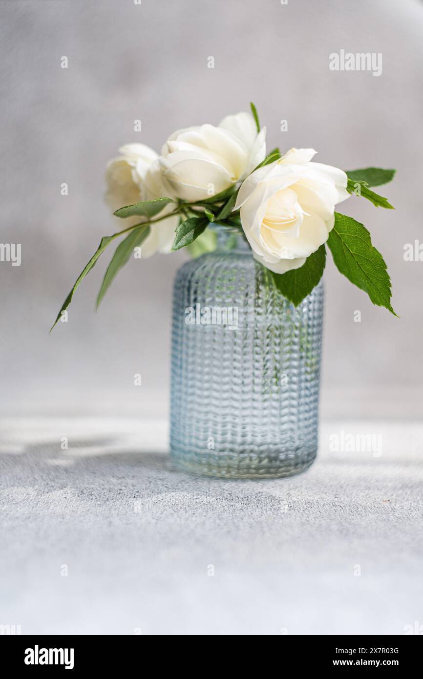 Une composition sereine avec des roses blanches disposées dans un vase en verre bleu texturé sur un fond gris texturé, mettant en valeur une aes fraîche et minimaliste Banque D'Images