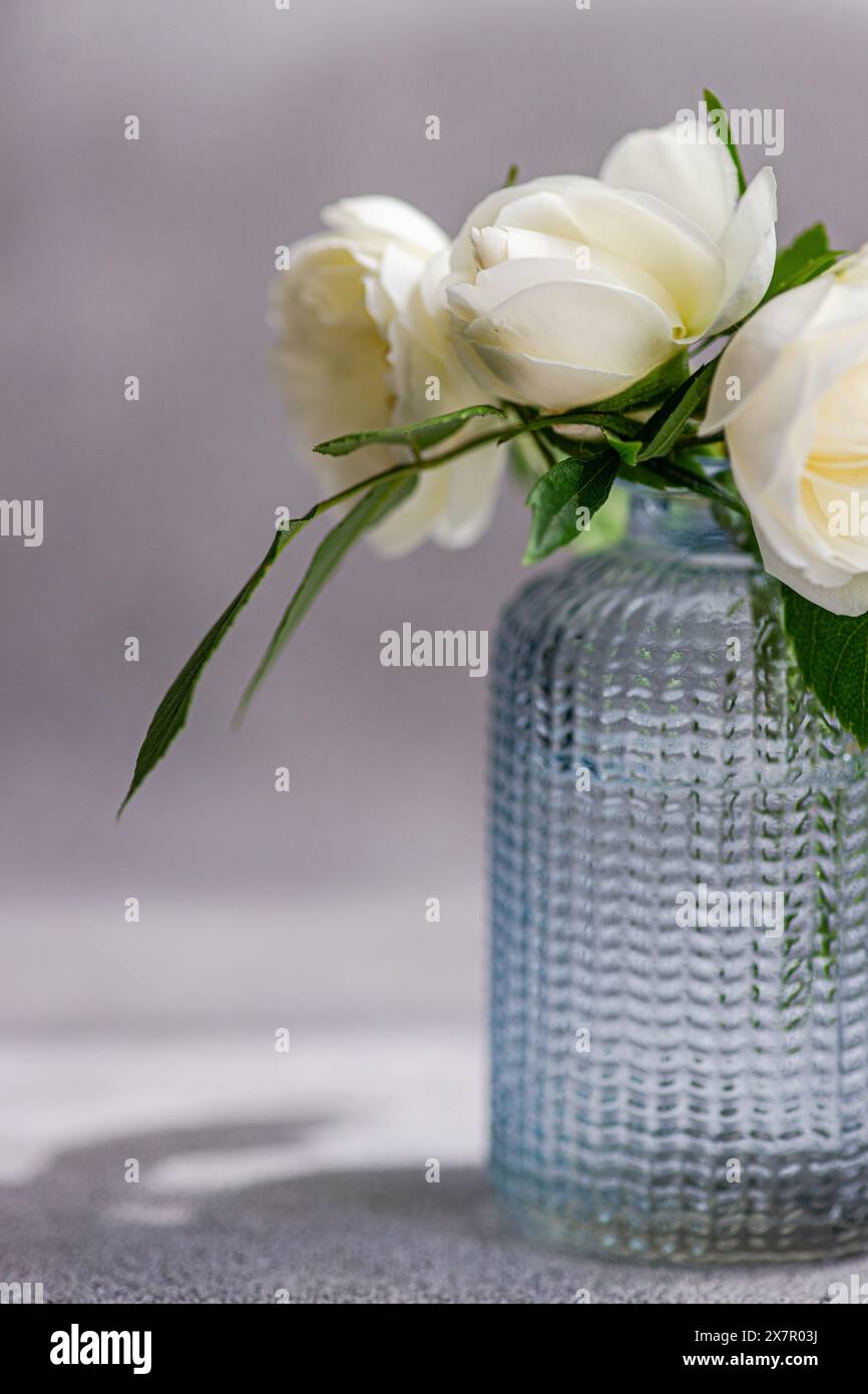 Ce gros plan capture la beauté délicate des roses blanches dans un vase en verre bleu, placé sur un fond gris doux, mettant en évidence les détails complexes A. Banque D'Images