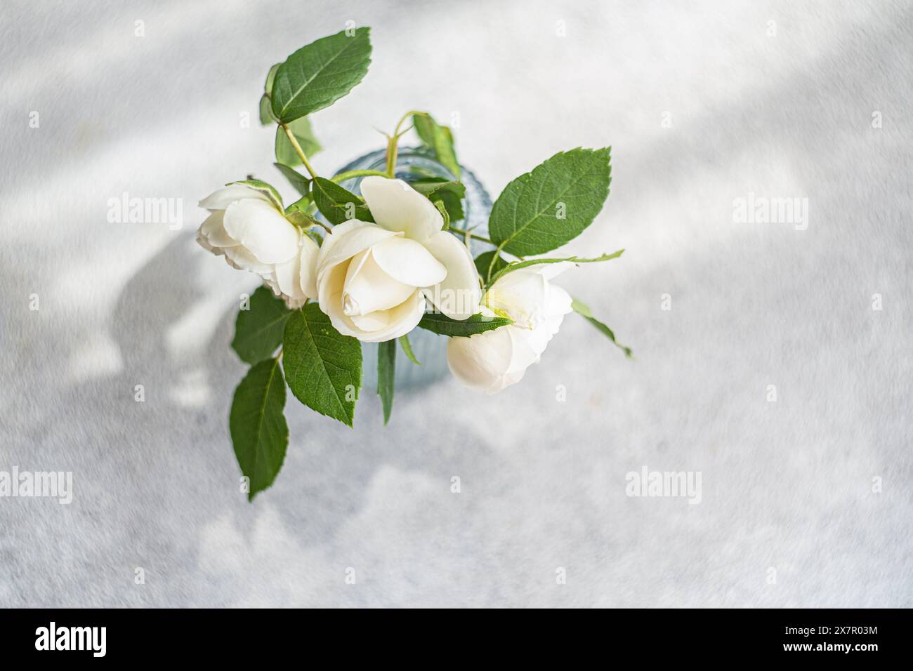 Vue aérienne de belles roses blanches dans un vase en verre bleu, placé sur une surface blanche texturée, capturant un sentiment de pureté et de tranquillité Banque D'Images