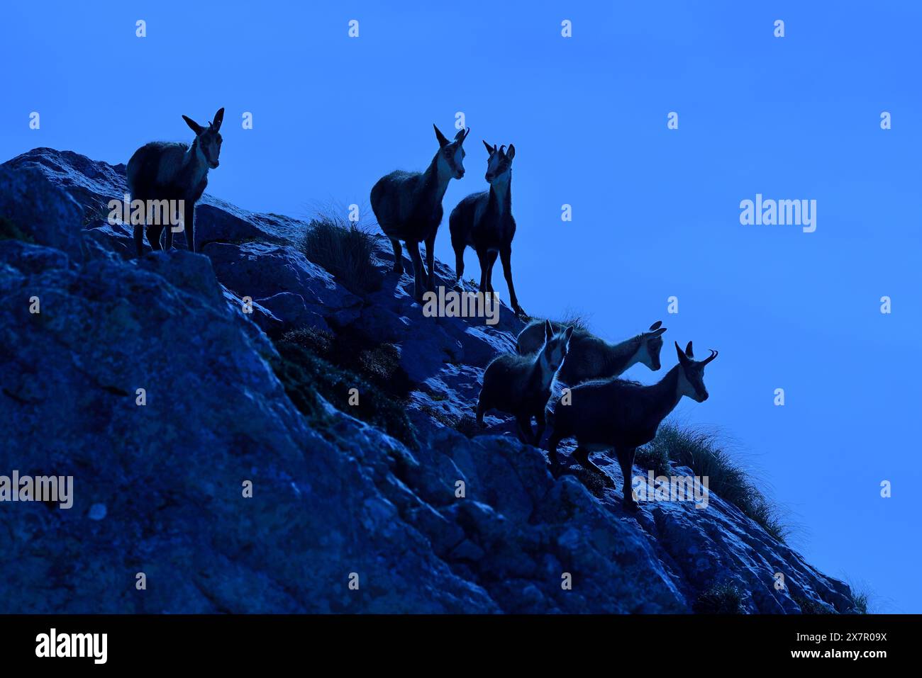 En utilisant la technique de nuit américaine, cette photographie simule une scène nocturne avec des chamois à flanc de montagne, créant un effet visuel t intrigant Banque D'Images