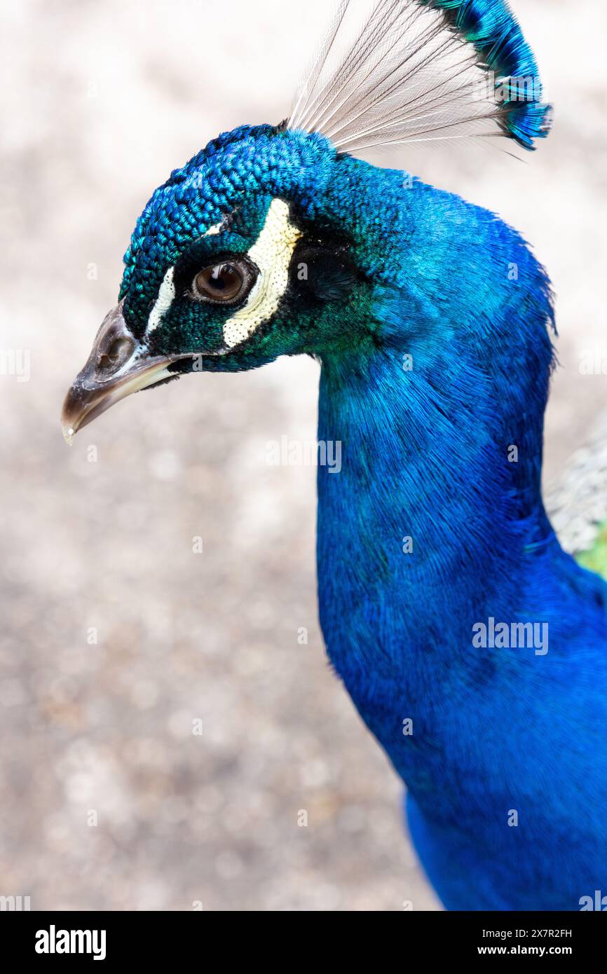 Gros plan saisissant capturant le plumage bleu éblouissant et les motifs saisissants de la tête d'un paon indien. Banque D'Images