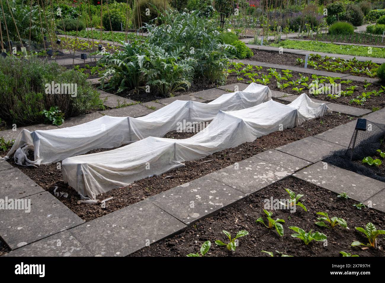 Une rangée de jeunes plantes dans un lit de jardin recouvert d'un tissu protecteur blanc pour éviter les dommages causés par les parasites. Banque D'Images