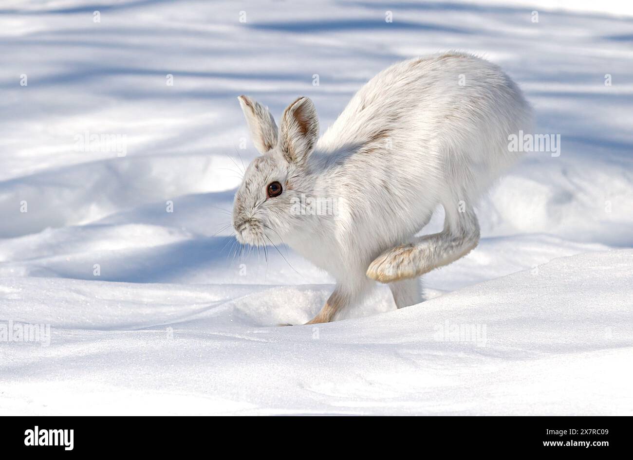 Lièvre d'Amérique blanc ou lièvre D'Amérique Isolé sur fond blanc fonctionnant dans la neige au Canada Banque D'Images