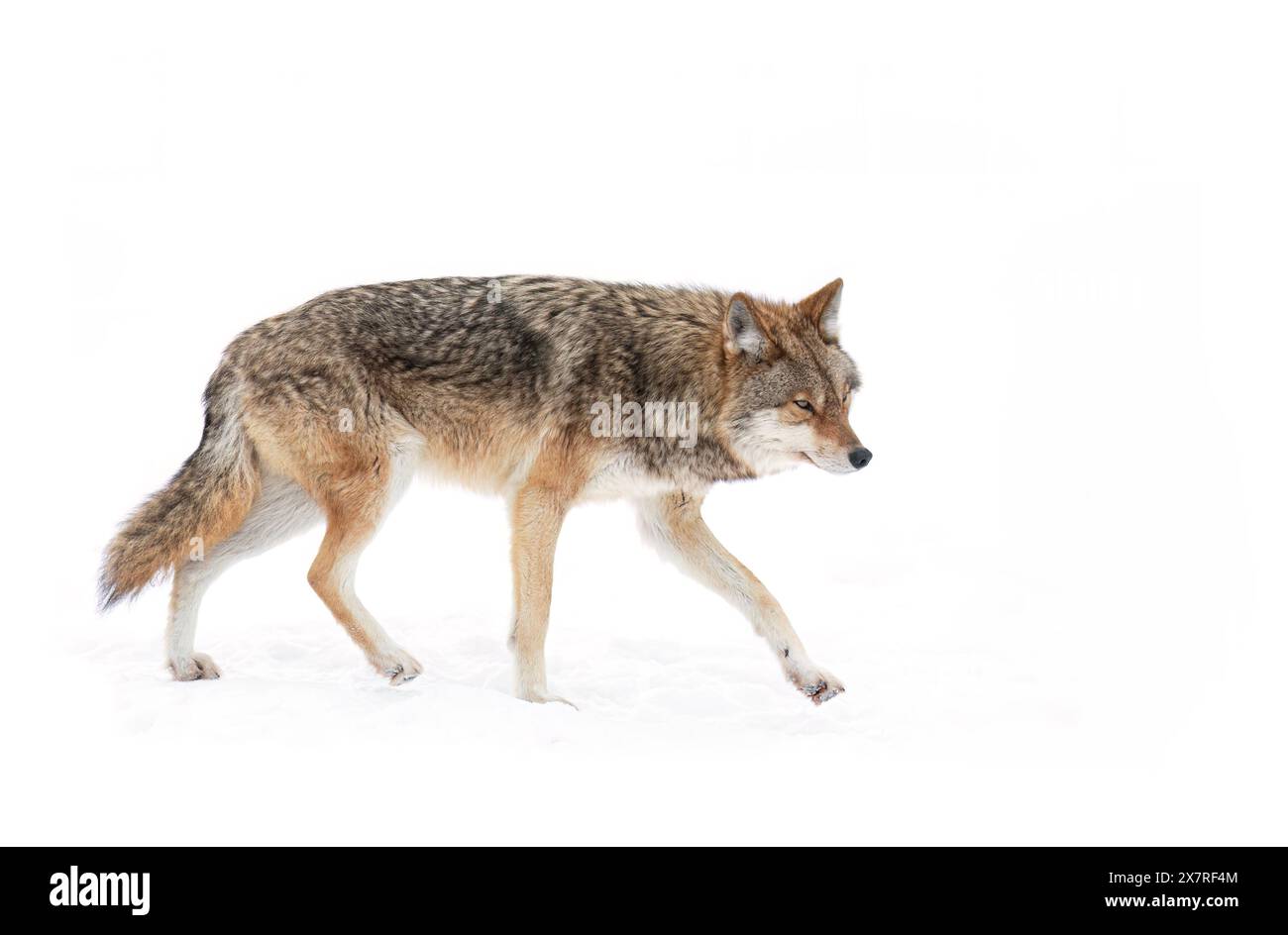 Un coyote isolé sur fond blanc marchant et chassant dans la neige hivernale au Canada Banque D'Images