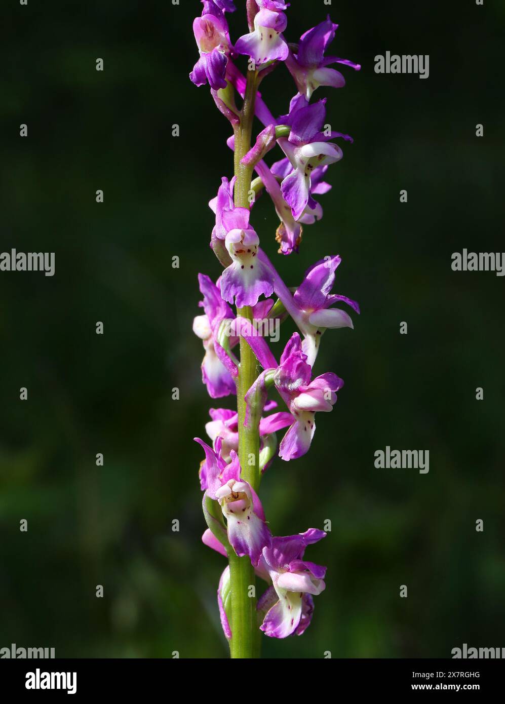 Orchidée pourpre précoce, Orchis mascula, Orchidaceae Oxfordshire, Royaume-Uni Banque D'Images