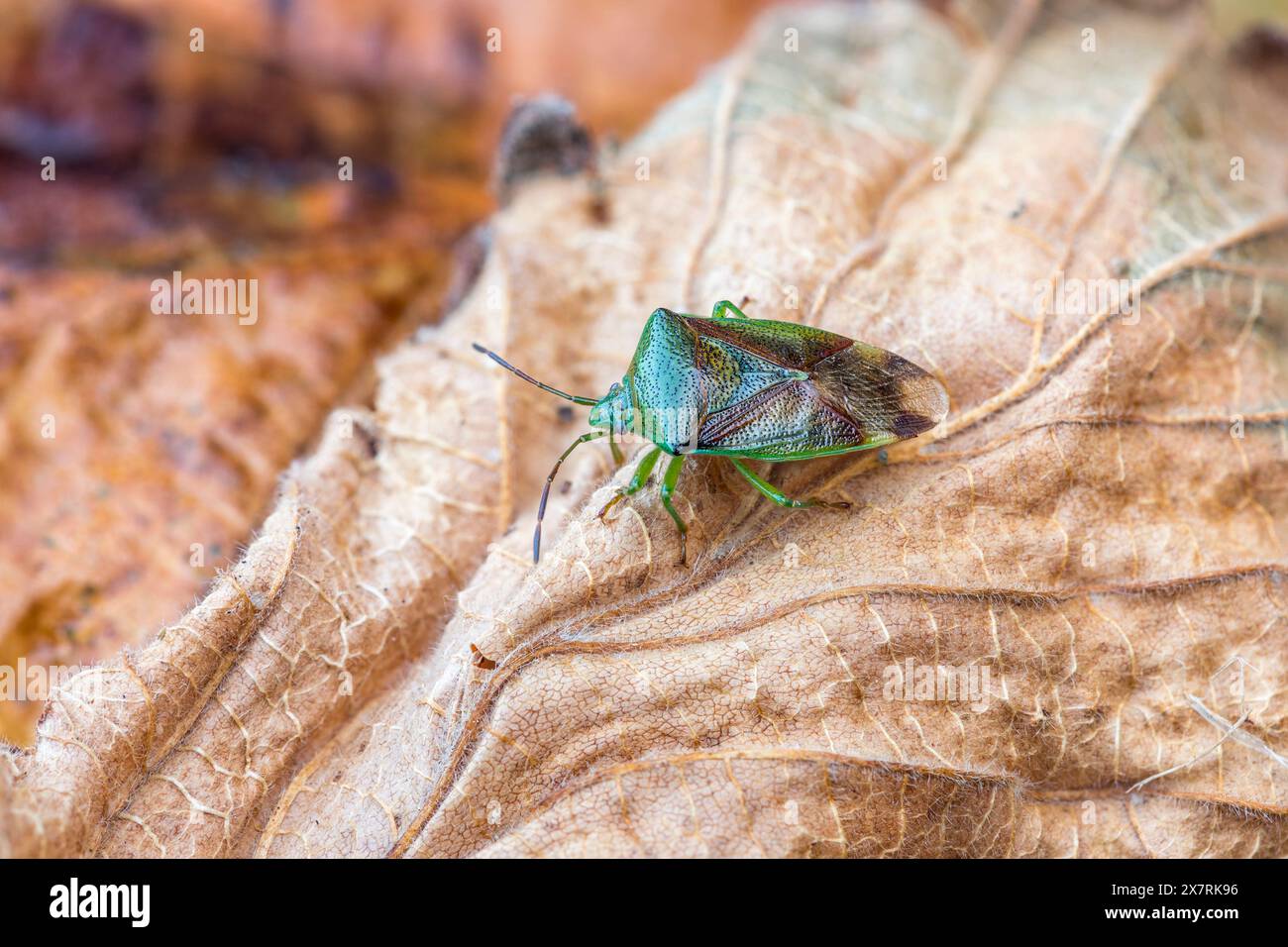 Hawthorn Shieldbug ; Acanthosoma haemorrhoidale ; Royaume-Uni Banque D'Images