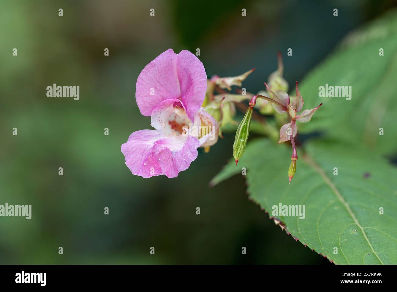 Baume de l'Himalaya ; Impatiens glandulifera ; floraison ; Royaume-Uni Banque D'Images