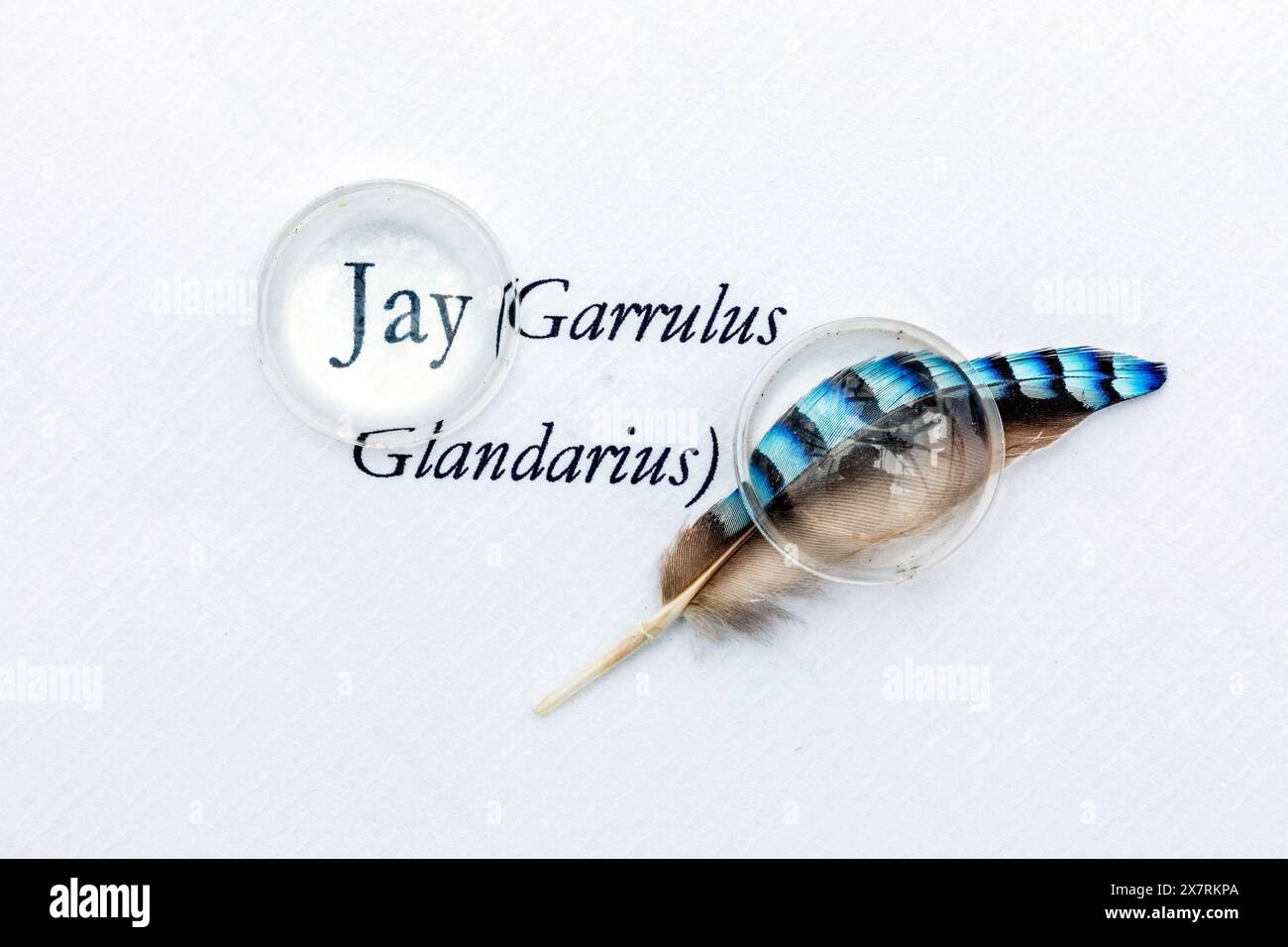 Plume de Jay et nom latin ; à travers un objectif ; Royaume-Uni Banque D'Images