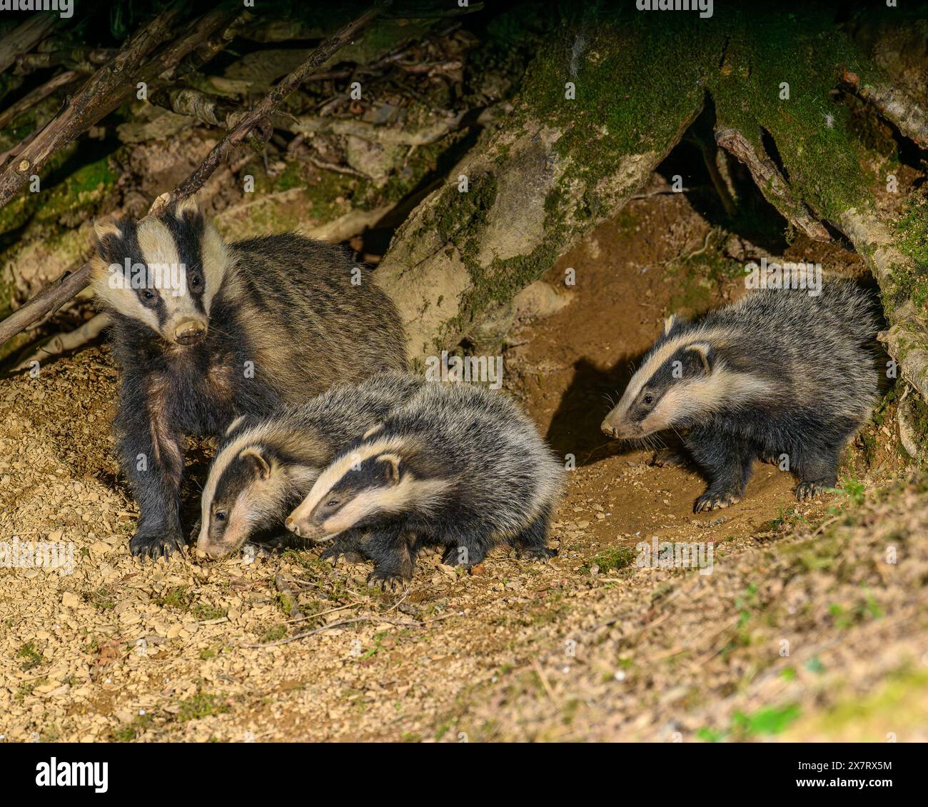 Badger Cubs Banque D'Images