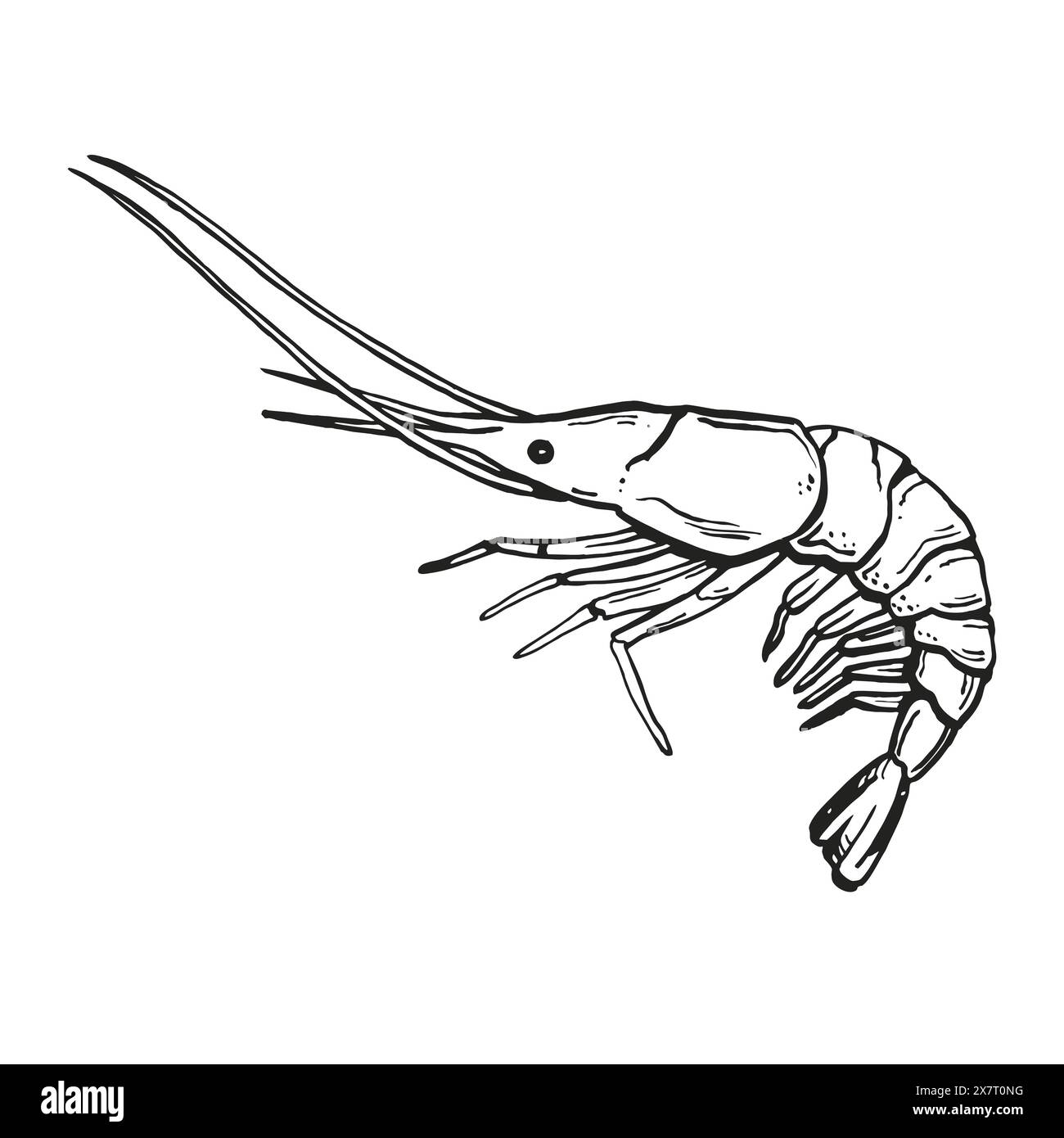 illustration vectorielle de contour de crevette, silhouette d'encre de crevette, croquis noir et blanc de fruits de mer, dessiné à la main, couleur rouge, illustration monochrome sur whit Illustration de Vecteur