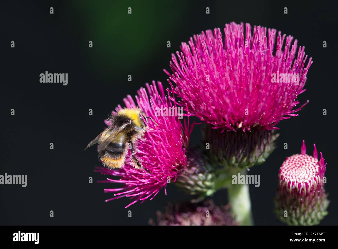 Un bourdon précoce cherchant du pollen sur un chardon panache Banque D'Images