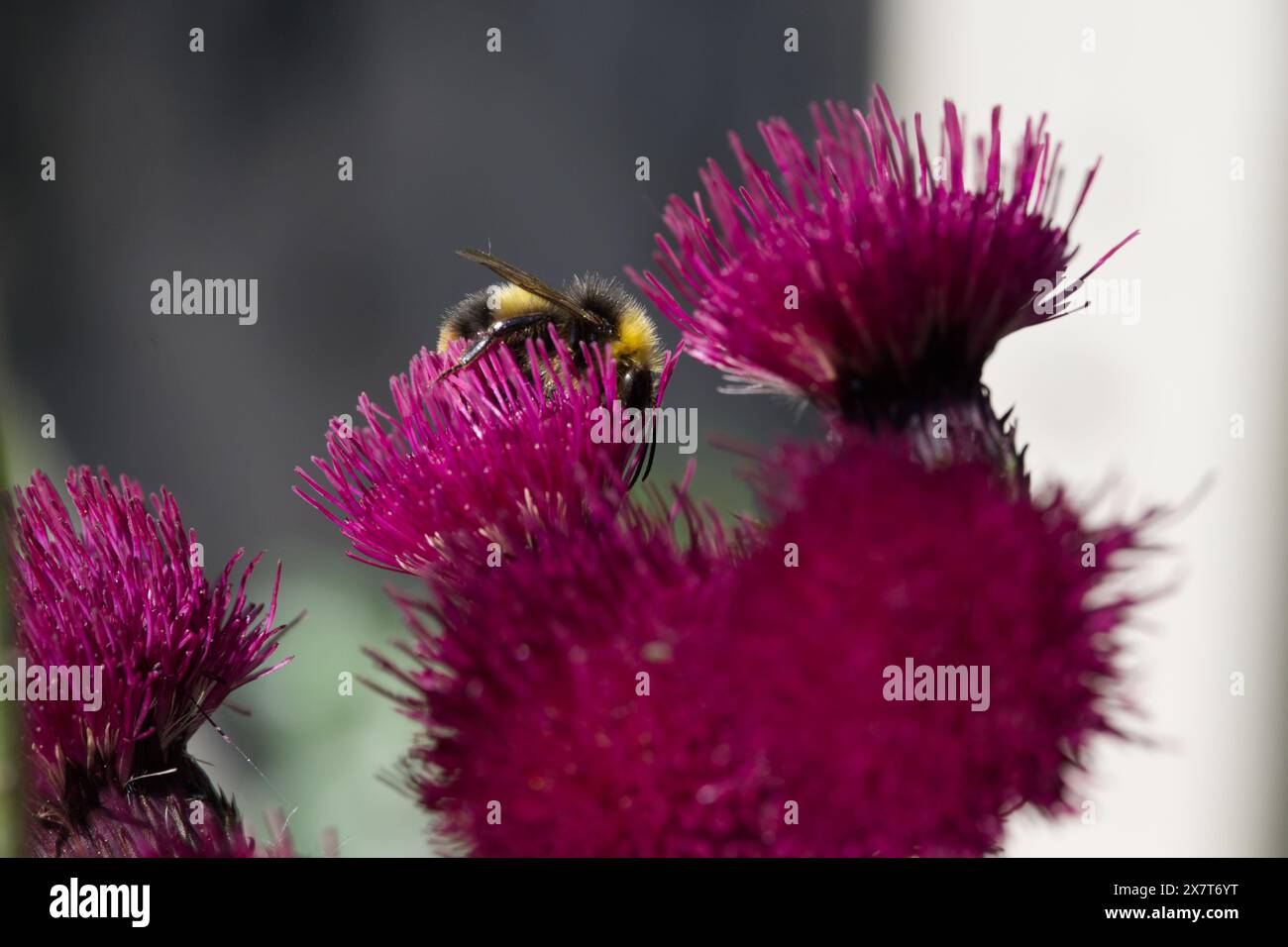 Un bourdon précoce cherchant du pollen sur un chardon panache Banque D'Images