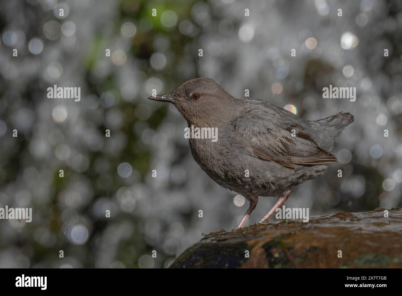 American Dipper (Cinclus mexicanus) debout sur un rocher près d'une cascade Banque D'Images