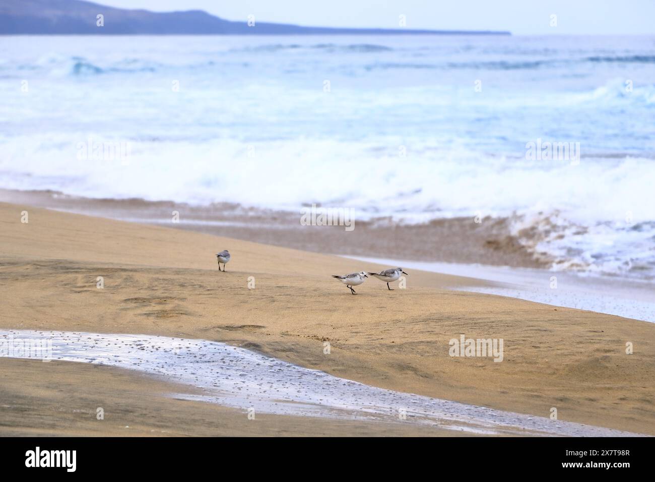 Pipers de sable Curlew photographiés sur Fuerteventura en Espagne Banque D'Images