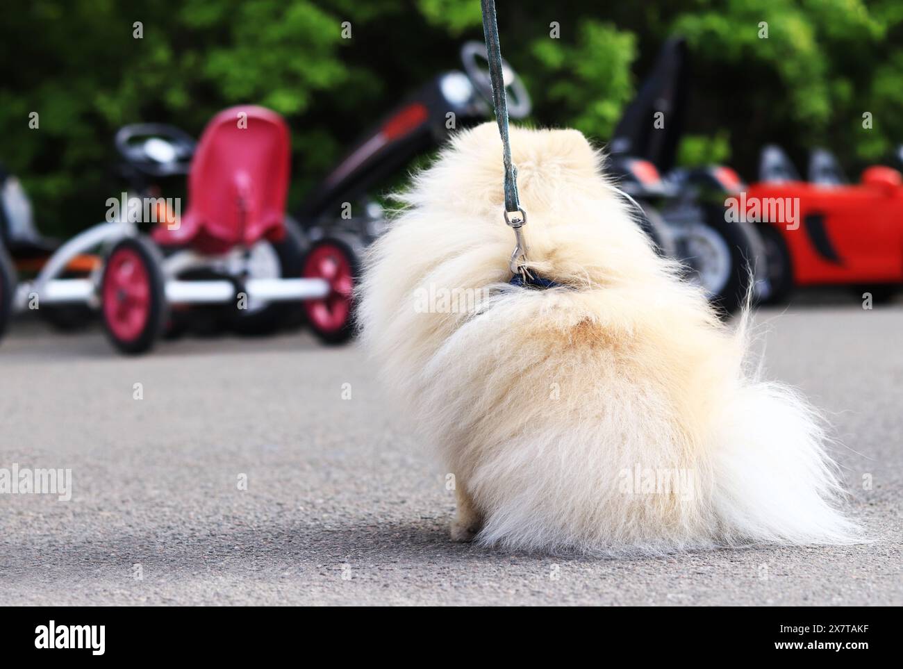 Spitz pomeranian en promenade. Un petit chien en laisse marche dans le parc. Un animal de compagnie. Chien est un meilleur ami humain. Petit chien moelleux dans la rue. Compan familial Banque D'Images