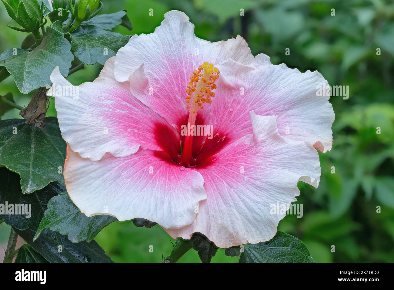 Hibiscus chinois ou hibiscus hawaïen, variété. Hibiscus rosa-sinensis cv. Rêve rose, Malvaceae. petit arbuste, plante cultivée ornementale, flou rose Banque D'Images