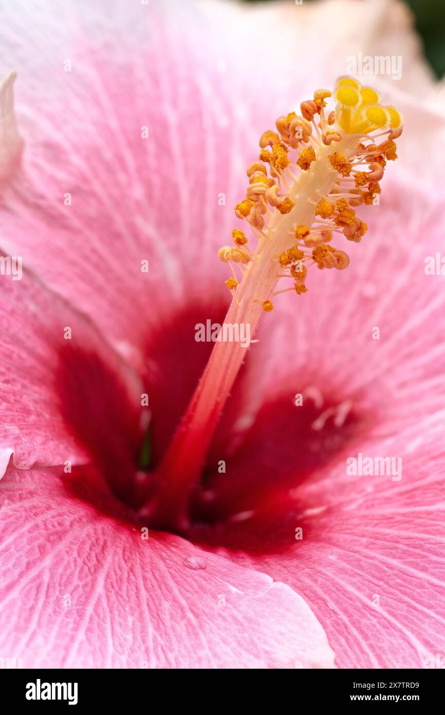 Hibiscus chinois ou hibiscus hawaïen, variété. Hibiscus rosa-sinensis cv. Rêve rose, Malvaceae. petit arbuste, plante cultivée ornementale, flou rose Banque D'Images