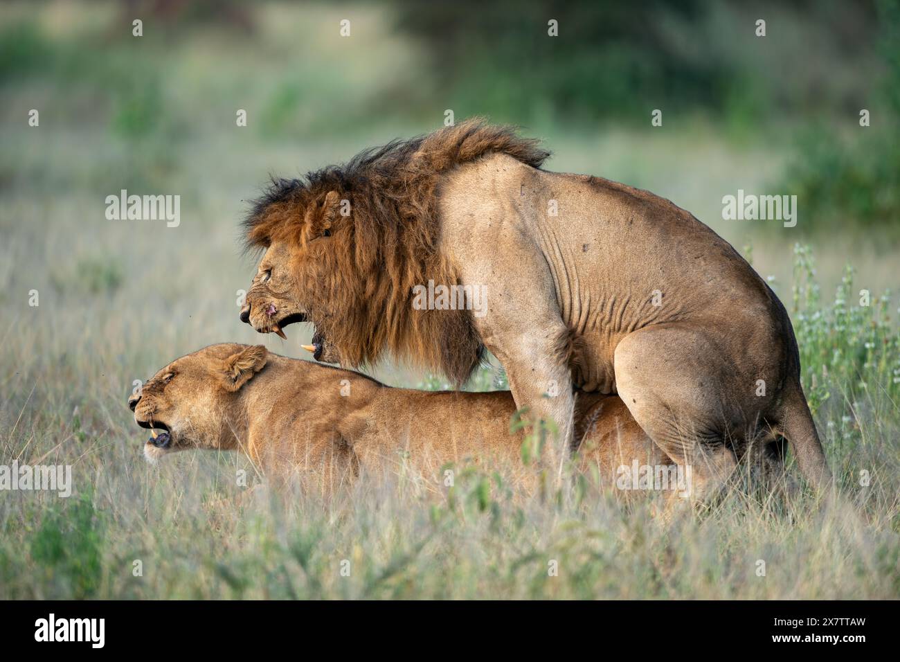 Profil latéral d'une paire de lions en accouplement dans l'ACT au centre du Serengeti, Tanzanie, Afrique (contenu mature) Banque D'Images