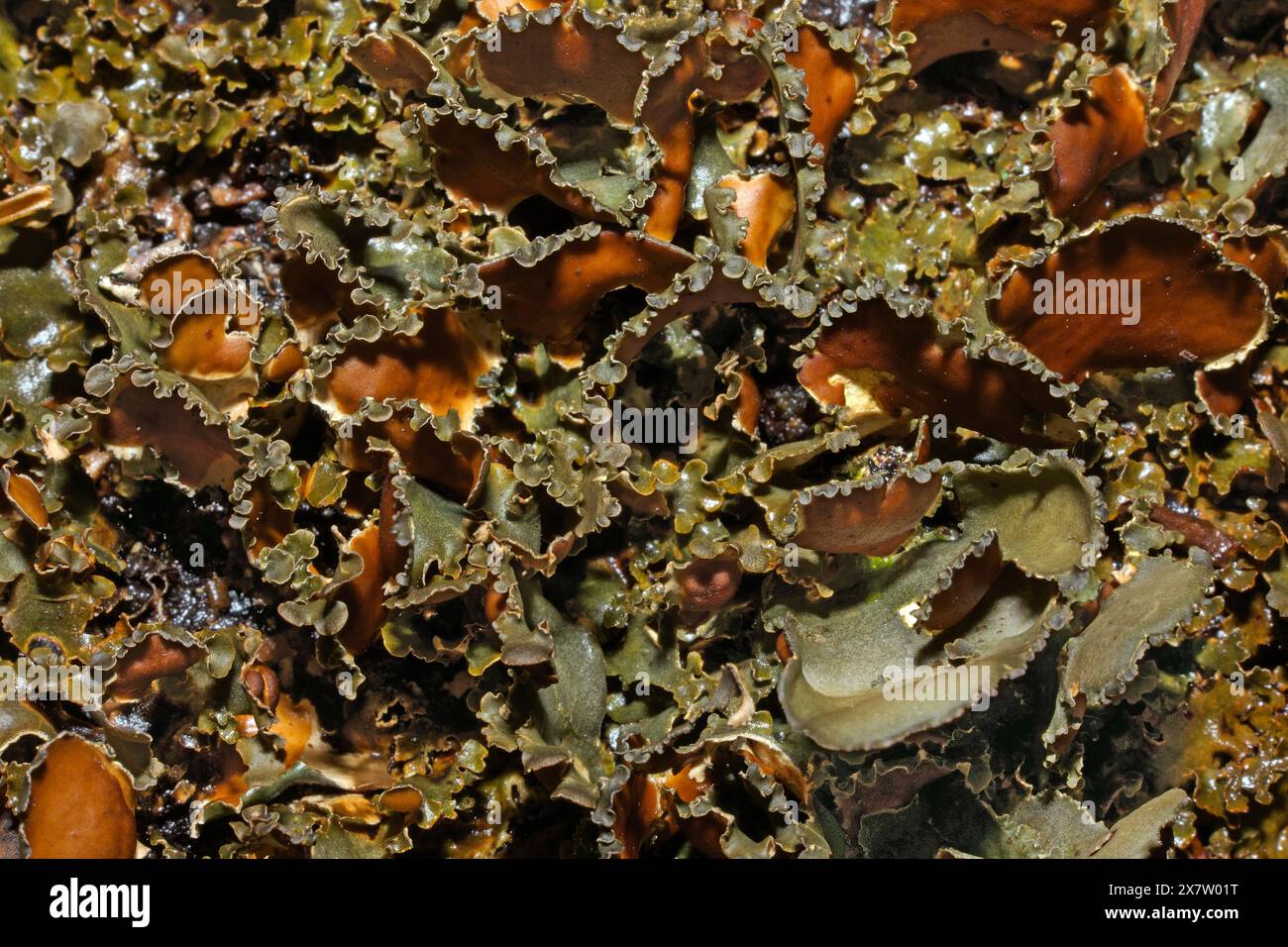 Le lichen nephroma laevigatum est présent dans les forêts océaniques anciennes et est classé comme une espèce indicatrice de « forêt ancienne ». Il a une distribution mondiale. Banque D'Images
