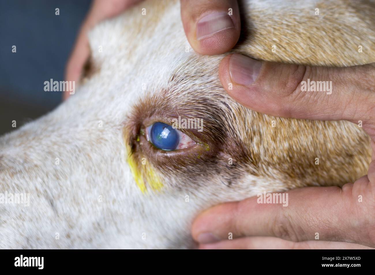 Cette image capture le moment critique d’un test vétérinaire de fluorescéine sur l’œil d’un chien, révélant un ulcère cornéen petit mais important. Banque D'Images