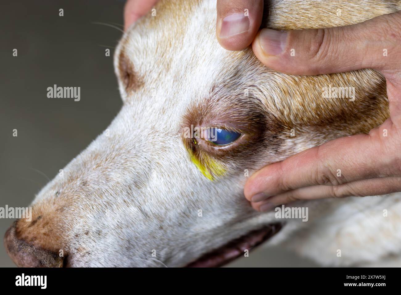 Cette image fournit une vue rapprochée de l’œil d’un chien subissant un test de coloration à la fluorescéine, qui révèle un petit ulcère perceptible. Banque D'Images